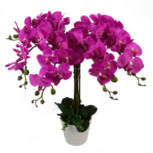 Deluxe Bush Orchid 85cm Tall