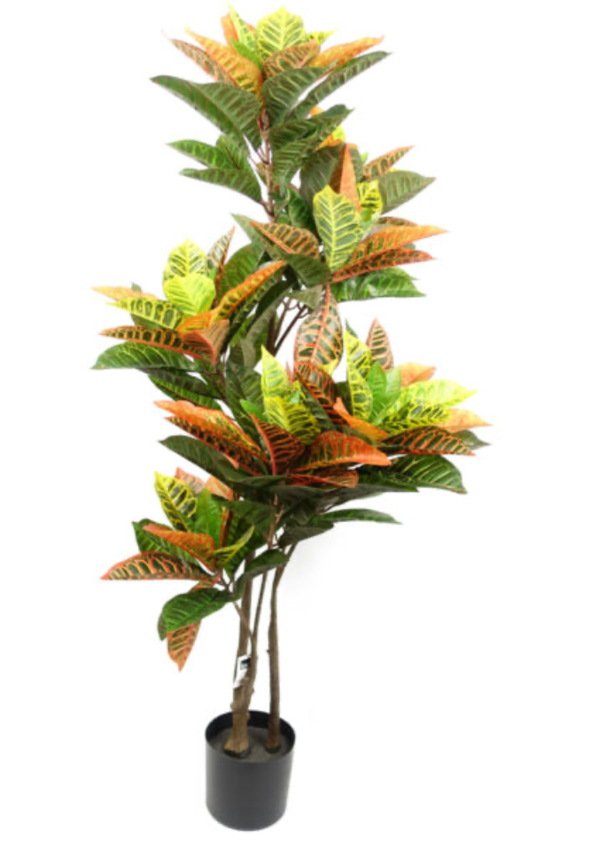 Codiaeum Tree 140cm Tall